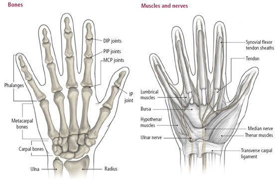 Transverse Ligament Hand