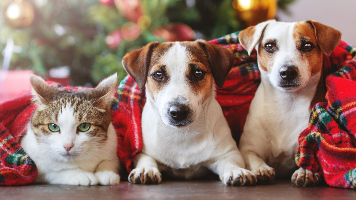 Cat and dogs under a christmas tree. Pets under plaid