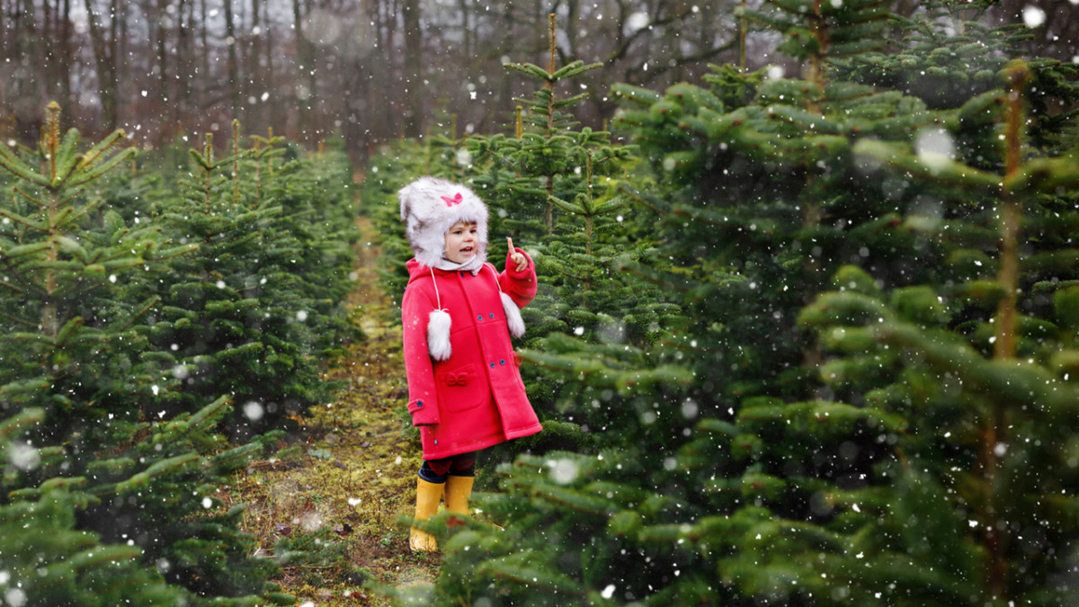 Adorable little toddler girl with Christmas tree on fir tree cutting plantation . Happy child in winter fashion clothes choosing, cut and felling own xmas tree in forest, family tradition in Germany.