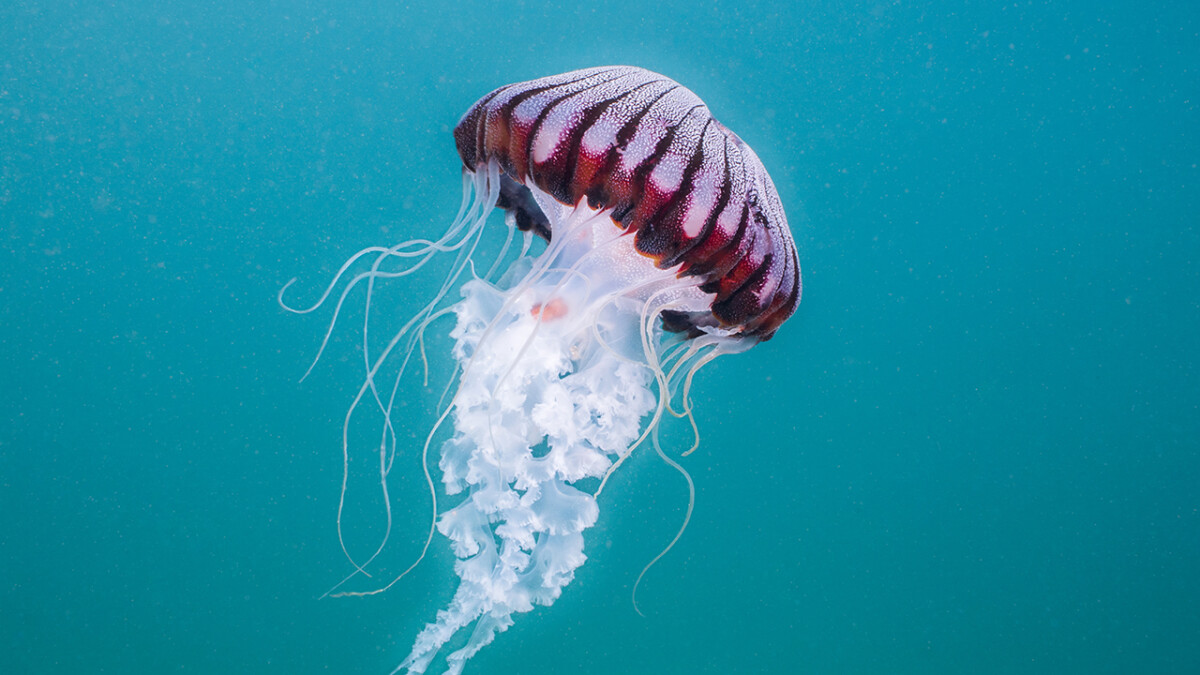 Stay sting-free from jellyfish this summer with these safety guidelines and  tips - Burn and Reconstructive Centers of America